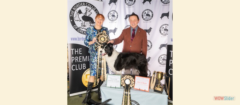 Best in Show, Best Veteran in Show Ch Show March 2026 - Sh Ch Fayken I Am Love JW