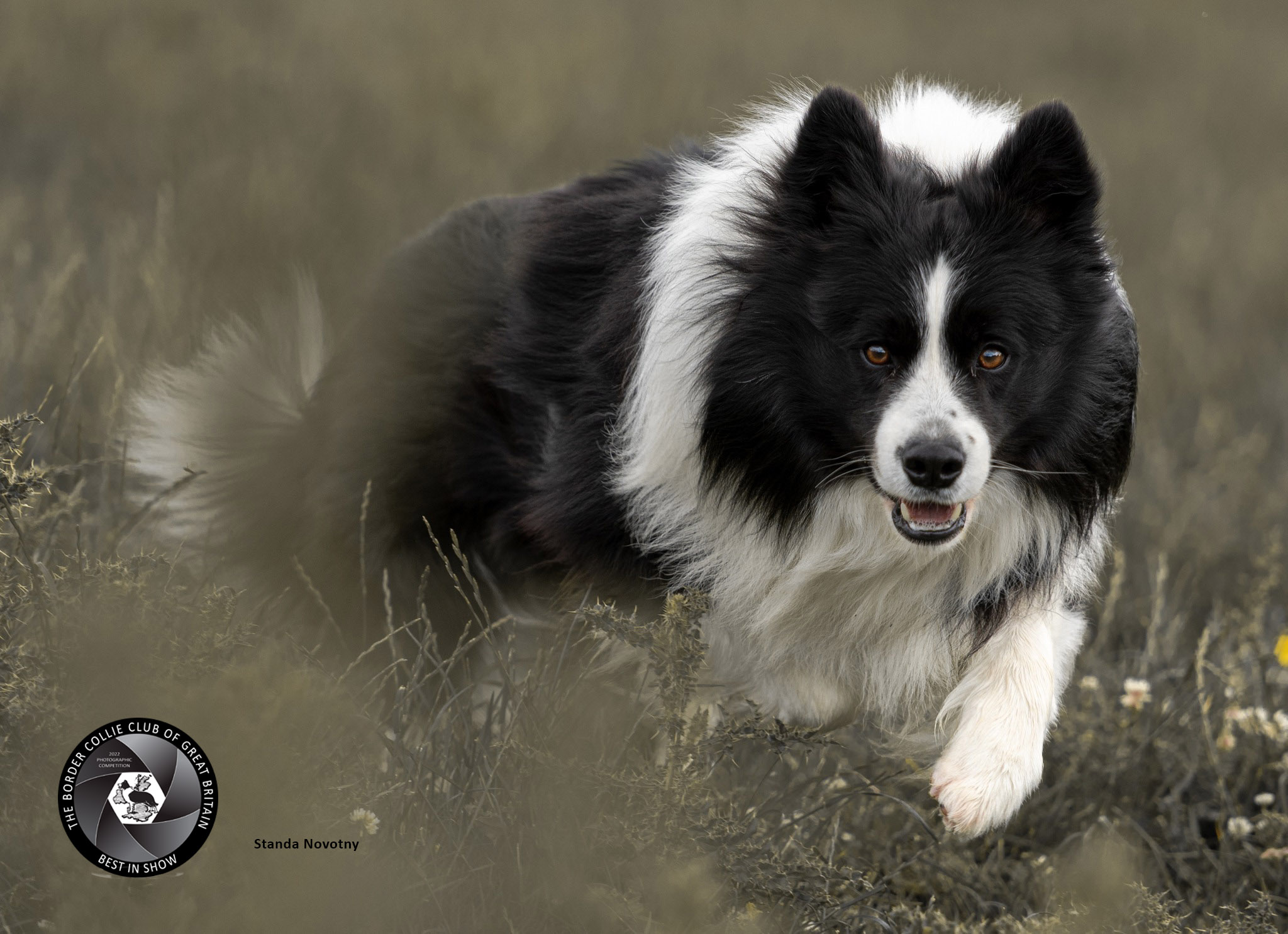 Border store collie competition